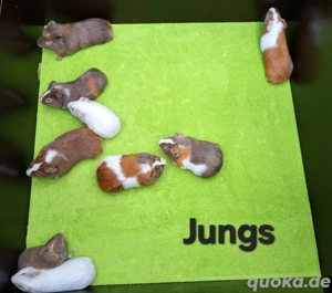 junge Meerschweinchen zu verkaufen 