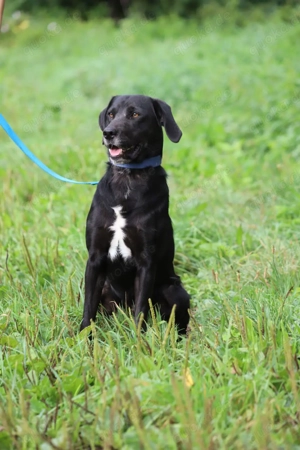 *KALLE* - freundlich, verspielt, aktiv. Er liebt lange Spaziergänge, Ball spielen und apportieren