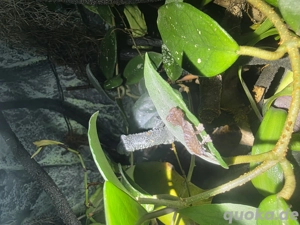 0.0.1 Uroplatus ebenaui 