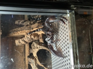 1.0 Heterometrus Silenus