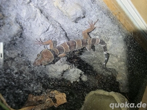 1.1 Malayischer Bogenfingergecko
