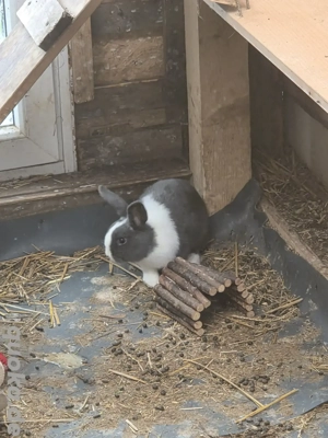  Hasenjungs abzugeben 