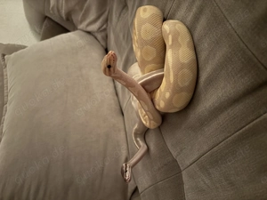 2 Königspythons mit voll eingerichtetem Terrarium