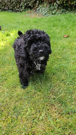 Toy Pudel  Mix Rüde