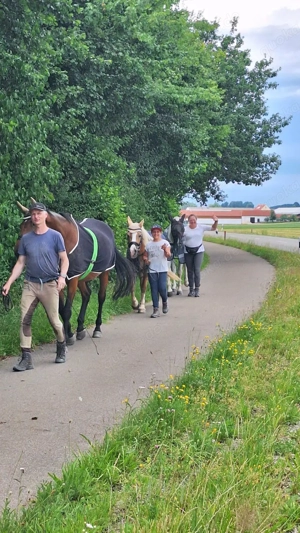 Reitunterricht für Anfänger und Fortgeschrittene auf Reitbeteiligungsbasis Bild 10
