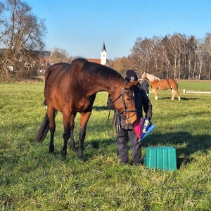 Reitunterricht für Anfänger und Fortgeschrittene auf Reitbeteiligungsbasis Bild 4