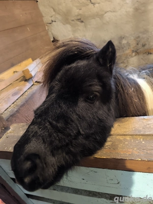 Mini Shettys  Bild 3