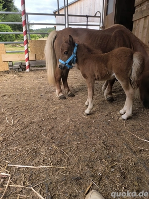 Mini Shettys  Bild 5