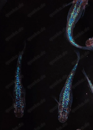 Medaka Blue Sapphire Lame - Reisfisch - Teich Fische - Outdoor