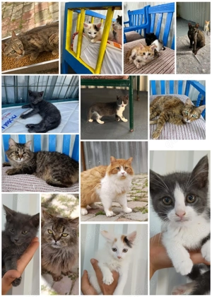 Viele Katzenseelen suchen ein liebevolles Zuhause 