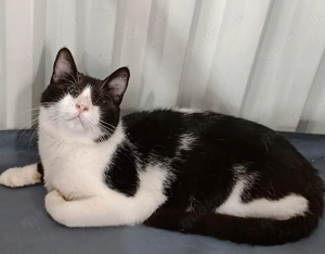 Viele Katzenseelen suchen ein liebevolles Zuhause  Bild 4
