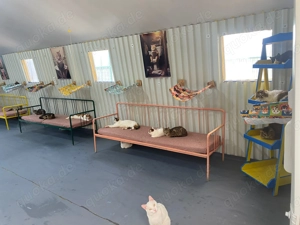 Viele Katzenseelen suchen ein liebevolles Zuhause  Bild 2