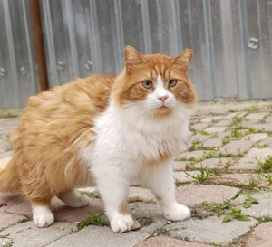 Viele Katzenseelen suchen ein liebevolles Zuhause  Bild 5