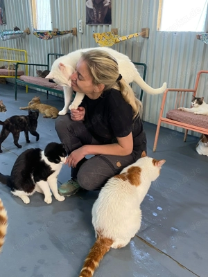 Viele Katzenseelen suchen ein liebevolles Zuhause  Bild 3