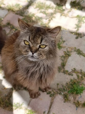 Viele Katzenseelen suchen ein liebevolles Zuhause  Bild 6