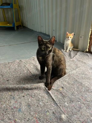 Viele Katzenseelen suchen ein liebevolles Zuhause  Bild 8