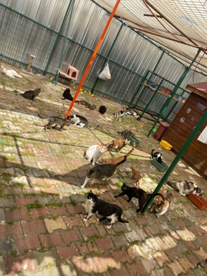 Viele Katzenseelen suchen ein liebevolles Zuhause  Bild 7