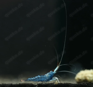 Kardinalsgarnele "Blue Ghost" - Caridina dennerli - Sulawesi