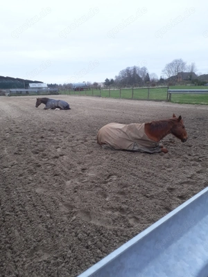 1  Platz für eine Stute in unserem privatem Stall frei