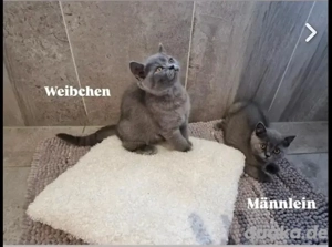 Bkh Kätzchen, Kitten mit Stammbaum015510 742781