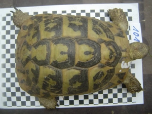1,2 Testudo hermanni boettgeri, Griechische Landschildkröten, adult