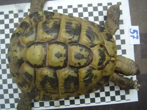 Griechische Landschildkröten adult, Zuchtgruppe Bild 4