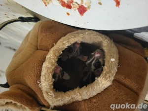 flughörnchen  Bild 2