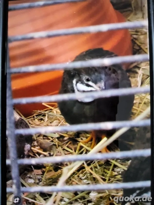 Chinesische Zwergwachtel Hahn 