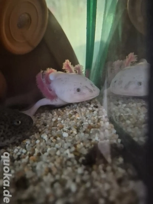 Junge Axolotl 