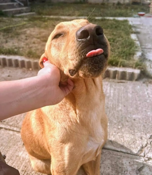 Rexy, junger und braver Labrador Mix Bild 2
