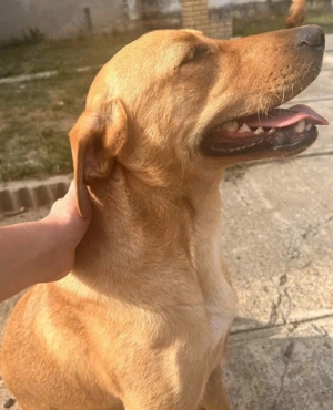 Rexy, junger und braver Labrador Mix Bild 3