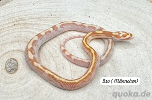 Butter Caramel Xanthic Snow Kornnattern