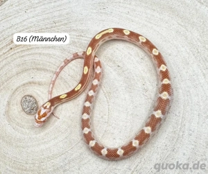 Xanthic Snow Butter Kornnatter Nachzuchten