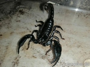 Heterometrus laoticus 2.1