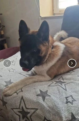 Vaiana sucht ihr Zuhause 