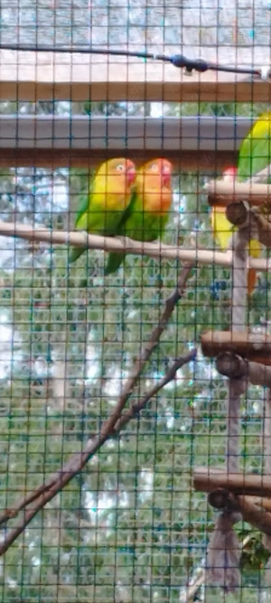 Mehrere Rußköpfchen  aus 2025 abzugeben