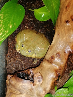 Afrikanische ochsenfrosch 