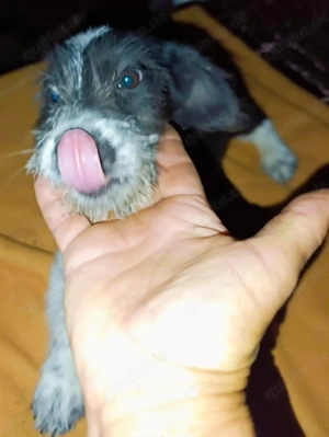 Tini - hast du ein Körbchen frei für die süße Hündin? Bild 7