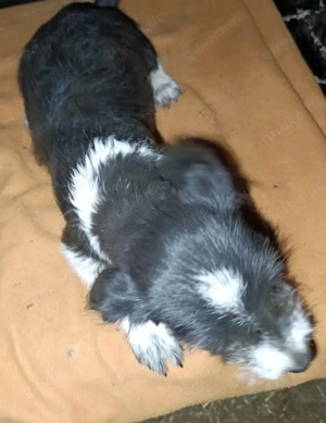 Tini - hast du ein Körbchen frei für die süße Hündin? Bild 3