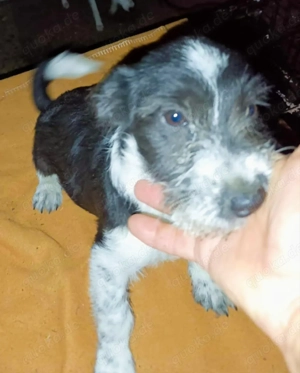 Tini - hast du ein Körbchen frei für die süße Hündin? Bild 4