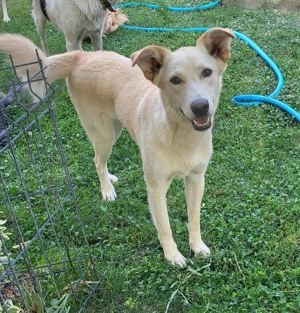 ROCCO - ist bereit für Abenteuer (wartet in Rumänien)