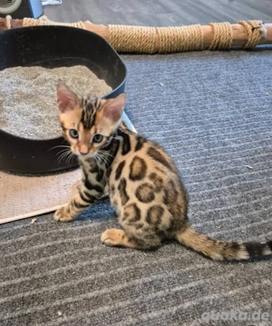 Niedliche Bengalkätzchen