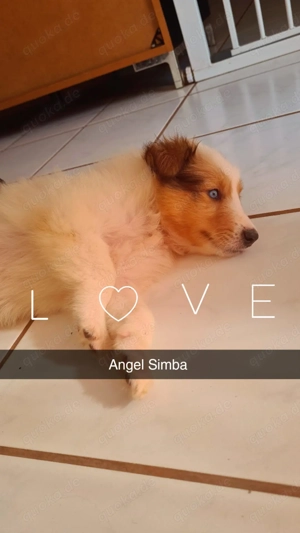 Collie Welpen Langhaar