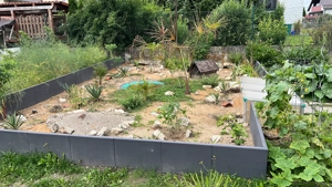 Griechische Landschildkröten - Nachzuchten 