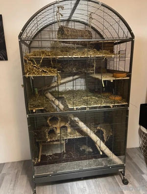 3 degus Männlich ca ein dreivierteltes jahr alt 