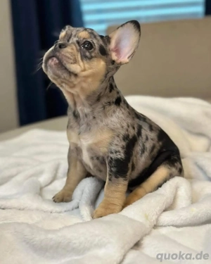 Das ist Anita   Französische Bulldoggen-Welpin 