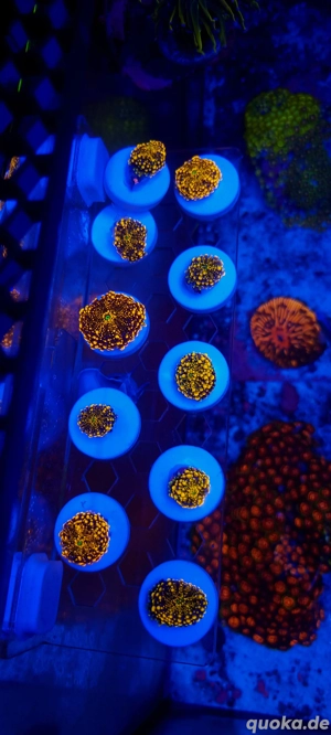 Ricordia Ultra Yuma Orange