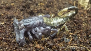 Pandinus imperator, Kaiserskorpion Körper ca. 3-4 cm, Skorpion  Bild 7