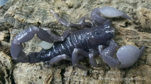 Pandinus imperator, Kaiserskorpion Körper ca. 3-4 cm, Skorpion  Bild 8