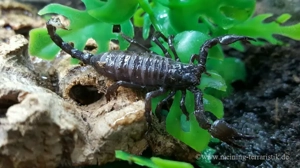 Pandinus imperator, Kaiserskorpion Körper ca. 3-4 cm, Skorpion  Bild 6
